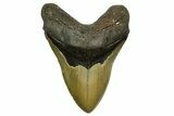Serrated, Fossil Megalodon Tooth - North Carolina #378025-1